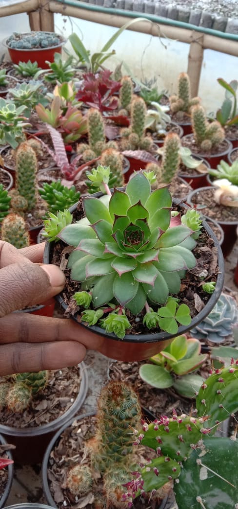 Urban Plants Combo of Cactus and Succulents Buy Combo of Cactus and Succulents Set