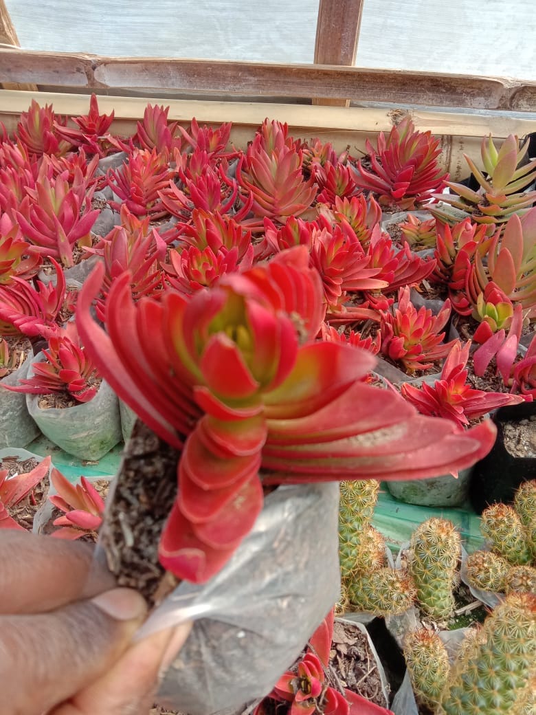 Urban Plants Combo of Cactus and Succulents Buy Combo of Cactus and Succulents Set