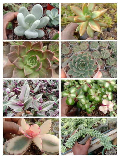 Urban Plants™ Combo Pack of 8 Succulents