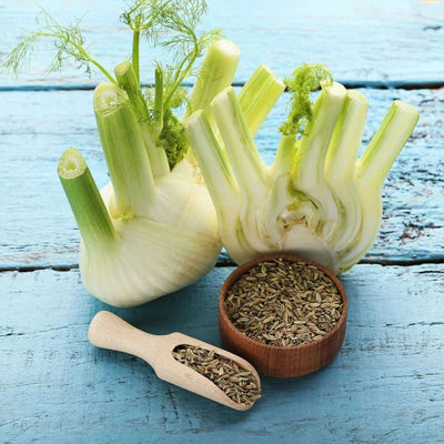 Urban Plants Fennel seeds Fennel seeds-Urban Plants