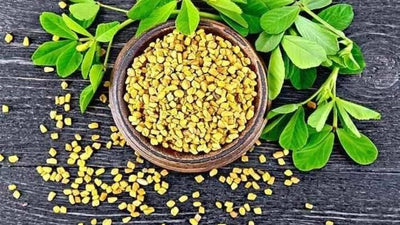 Urban Plants Fenugreek seeds (methi)
