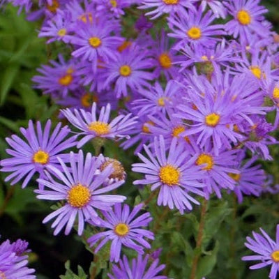 Urban Plants Flower Seeds Aster Formula Mixed Colors Set of 5 Flower Seeds to Sow in February, March Buy Set of 5 Flower Seeds to Sow in February, March In India