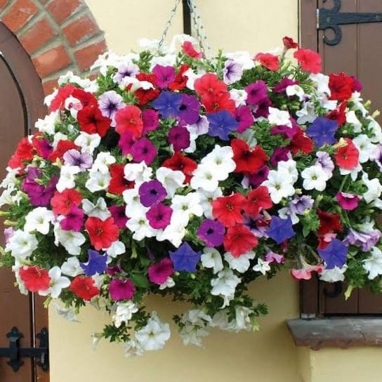 Urban Plants Flower Seeds Petunia Mixed  Color - Flower Seeds Set of 5 Flower Seeds to Sow in February, March Buy Set of 5 Flower Seeds to Sow in February, March In India
