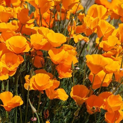Urban Plants Flower Seeds Poppy (California) - Flower Seed Set of 5 Flower Seeds to Sow in February, March Buy Set of 5 Flower Seeds to Sow in February, March In India
