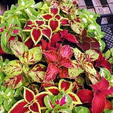Urban Plants Foliage Plant Seeds Buy Coleus Rainbow Mixed Color (Foliage Plant) Seeds