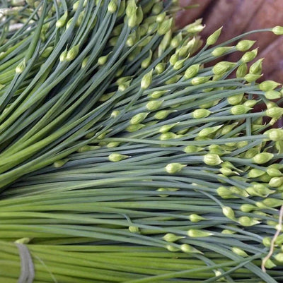 Urban Plants Garlic chives seeds Garlic chives seeds-Urban Plants