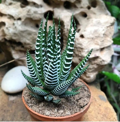 Urban Plants Haworthia Attenuata Haworthia Attenuata | Buy Succulent Plants