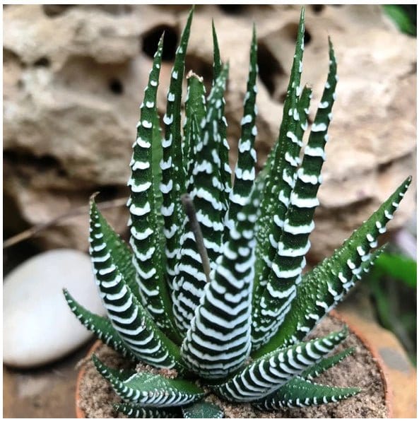 Urban Plants Haworthia Attenuata Haworthia Attenuata | Buy Succulent Plants