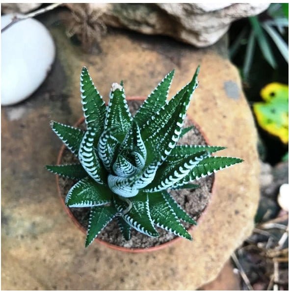 Urban Plants Haworthia Attenuata Haworthia Attenuata | Buy Succulent Plants