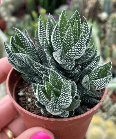 Urban Plants Haworthia Coarctata Plant Haworthia Coarctata Succulent Plant
