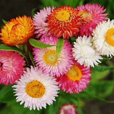 Urban Plants Helichrysum bracteatum Dwarf Mixed Color - Flower Seeds Helichrysum bracteatum Dwarf Mixed Color - Flower Seeds