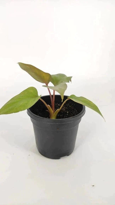 Urban plants Homalomena Brown Chocolate plant with pot (set of 5)