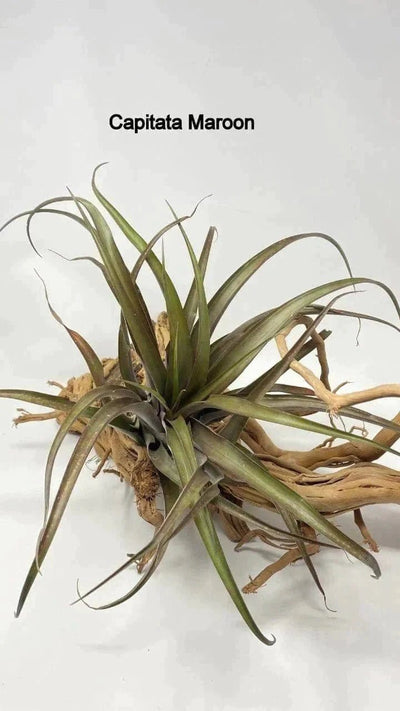 Urban Plants Indoor & Outdoor Plants Air plants/sky plants - Capitata Moroon