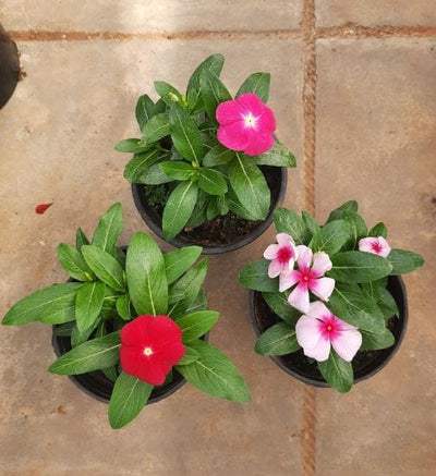 Urban Plants™ Indoor & Outdoor Plants Buy Sadabahar Plant with Pot for Gift Buy Sadabahar Plant with Pot for Gift-Urban plants