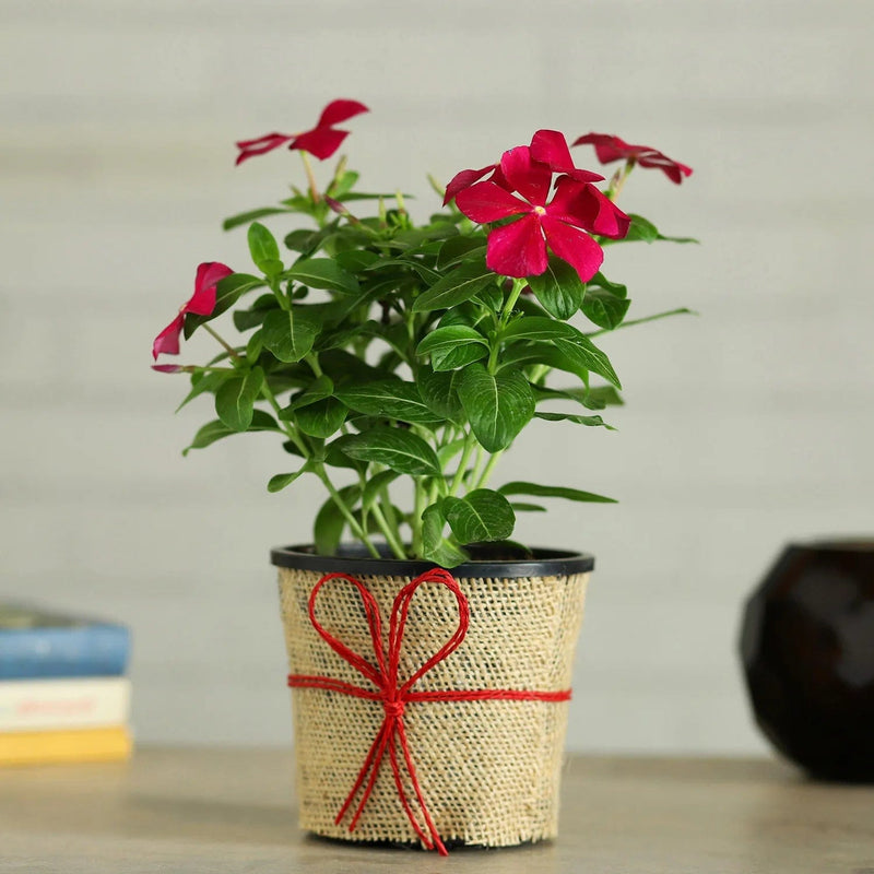 Urban Plants™ Indoor & Outdoor Plants Buy Sadabahar Plant with Pot for Gift Buy Sadabahar Plant with Pot for Gift-Urban plants