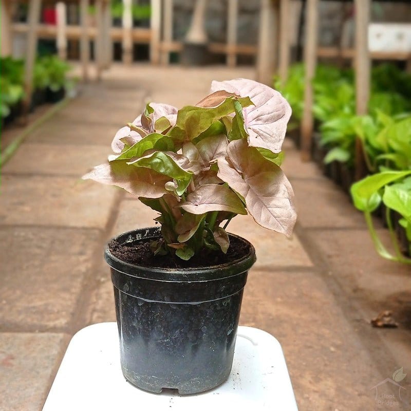 Urban Plants™ Indoor & Outdoor Plants Buy Syngonium Plant with Pot for Gift