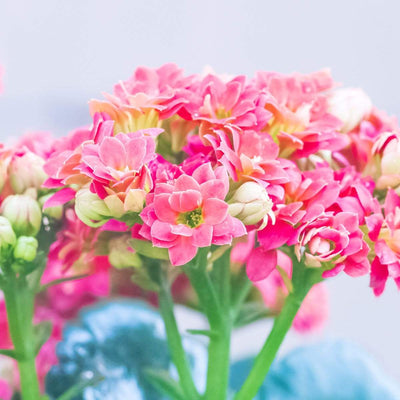 Urban Plants Kalanchoe Buy Kalanchoe Plant