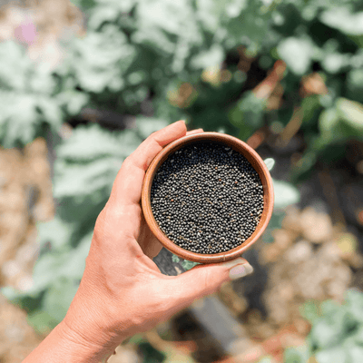 Urban Plants Kale seed Kale seed-Urban Plants