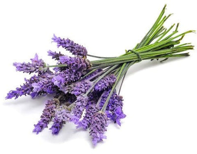 Urban Plants Lavender seed( herb) Lavender seed(herb)-Urban Plants