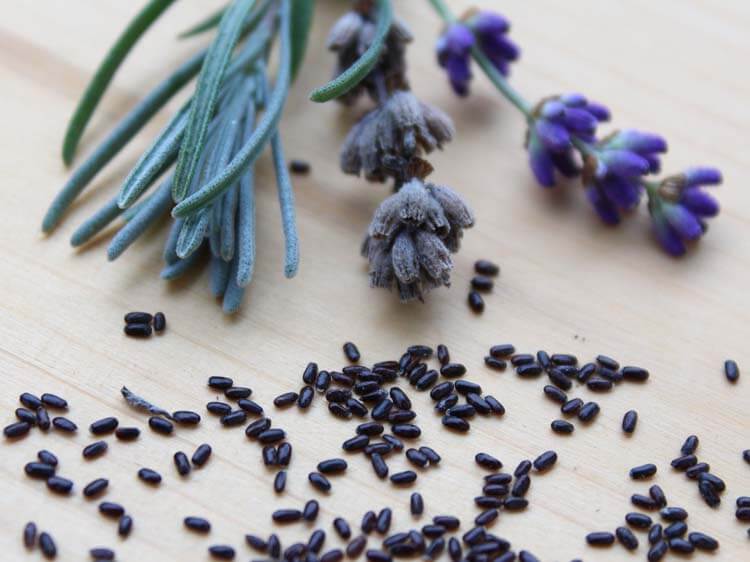 Urban Plants Lavender seed( herb) Lavender seed(herb)-Urban Plants
