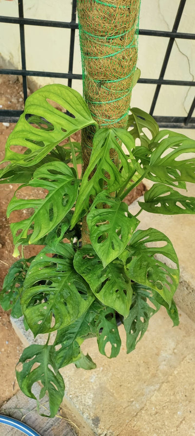 Urban Plants Monstera Deliciosa Plant Monstera Deliciosa Plant