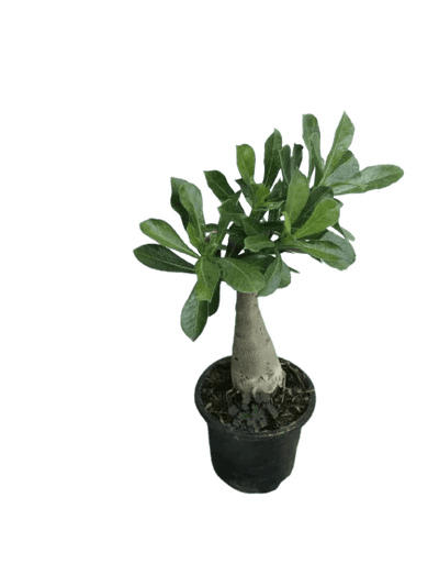 Urban Plants Multimix Adeniums Flower Plants Buy  Adenium Plants Online 
