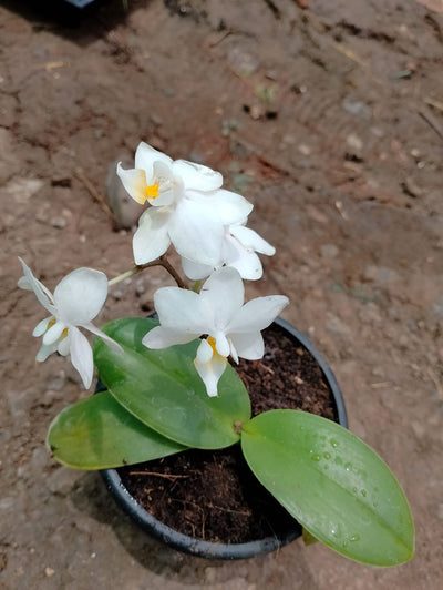 Urban Plants Nursery Dendrobium Orchid plant in 5 Different color