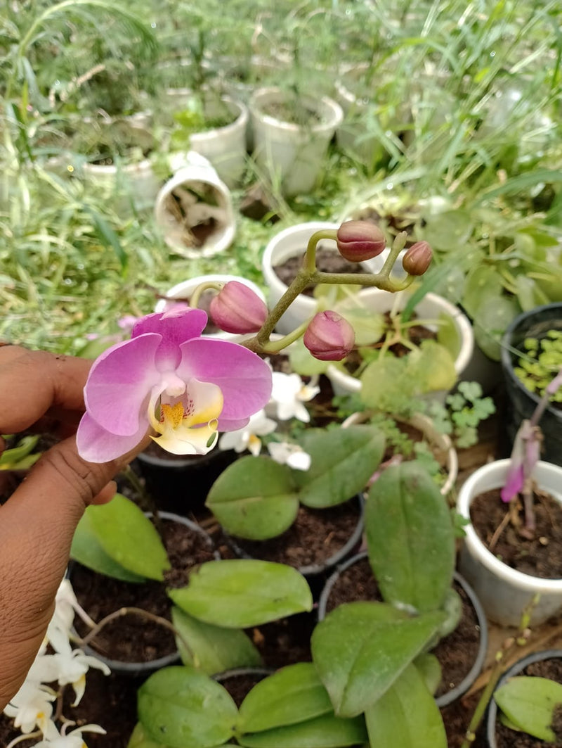 Urban Plants Nursery Dendrobium Orchid plant in 5 Different color