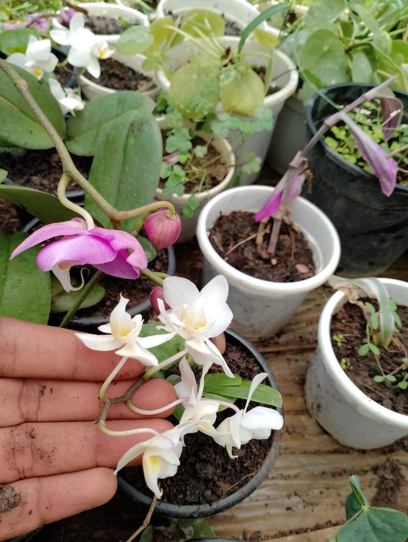 Urban Plants Nursery Dendrobium Orchid plant in 5 Different color
