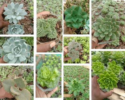 Urban Plants Pack of 10 cute succulents