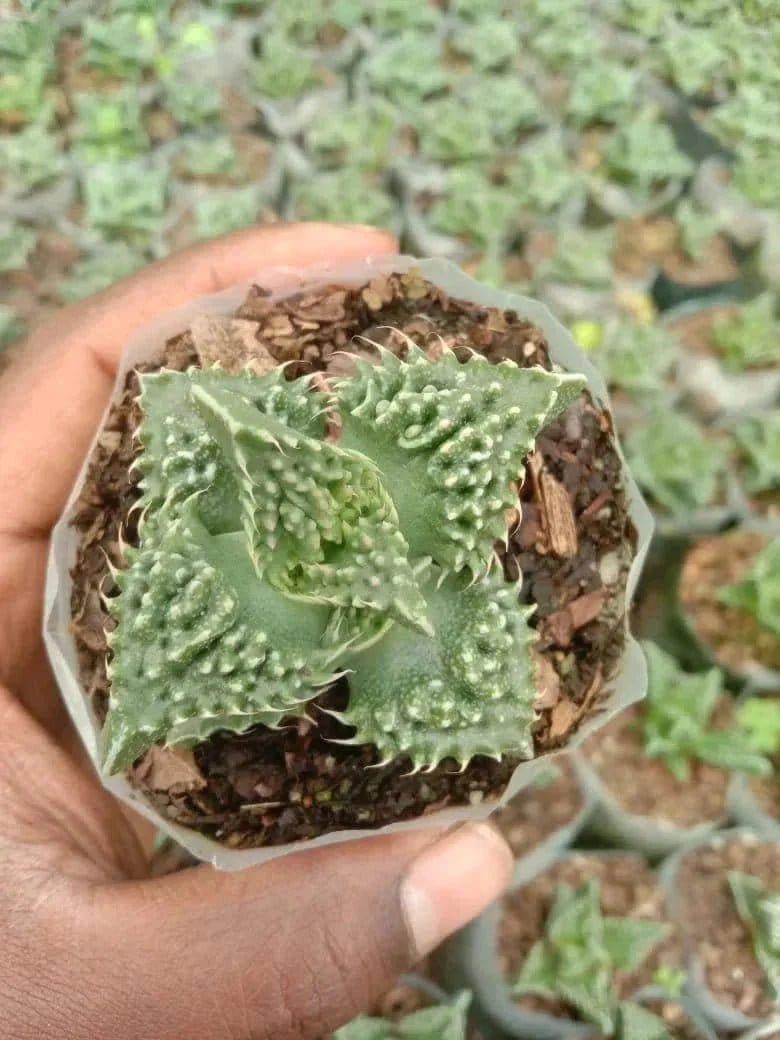 Urban Plants Pack of 10 cute succulents