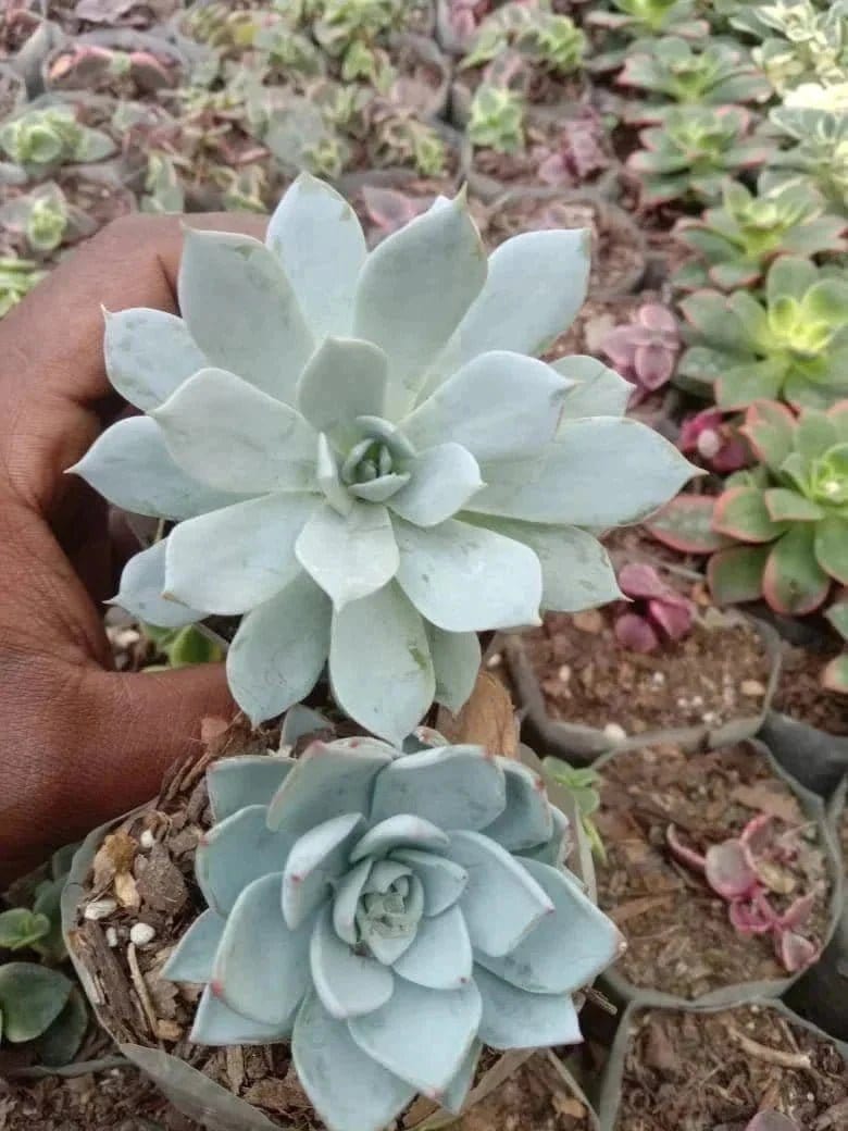 Urban Plants Pack of 10 cute succulents
