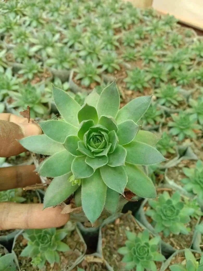 Urban Plants Pack of 10 cute succulents