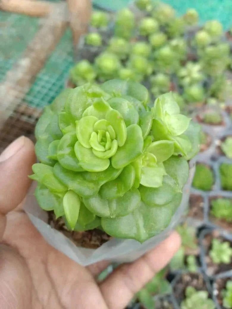 Urban Plants Pack of 10 cute succulents
