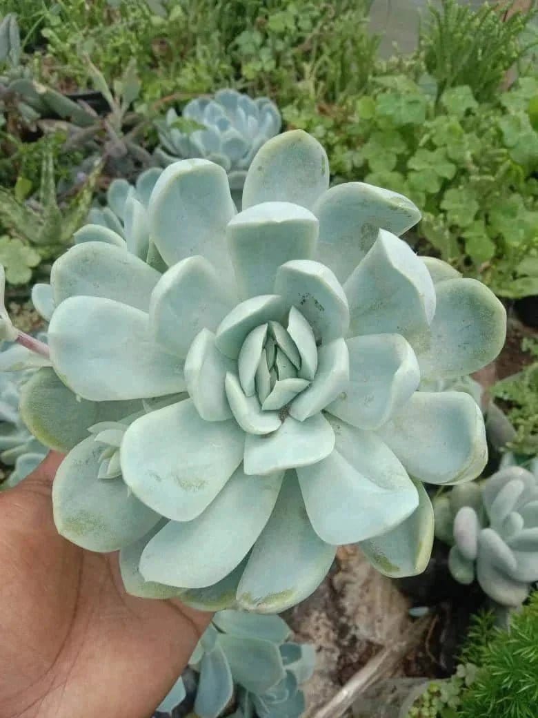 Urban Plants Pack of 10 cute succulents