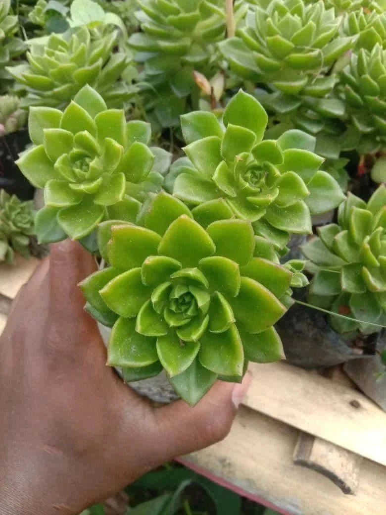 Urban Plants Pack of 10 cute succulents