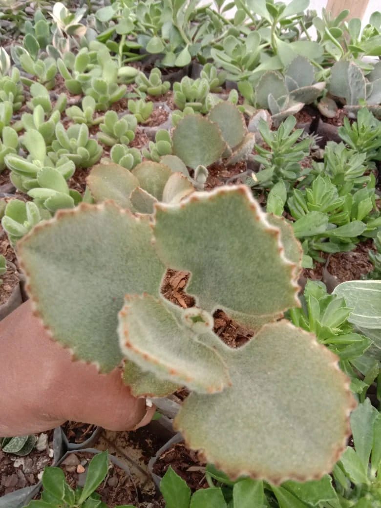 Urban Plants Pack of 10 cute succulents