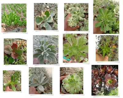 Urban Plants Pack of 12 beautiful succulents