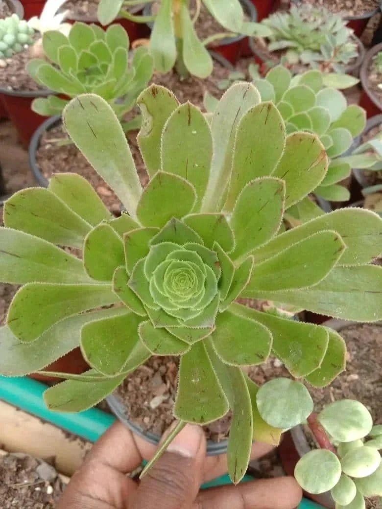 Urban Plants Pack of 12 beautiful succulents