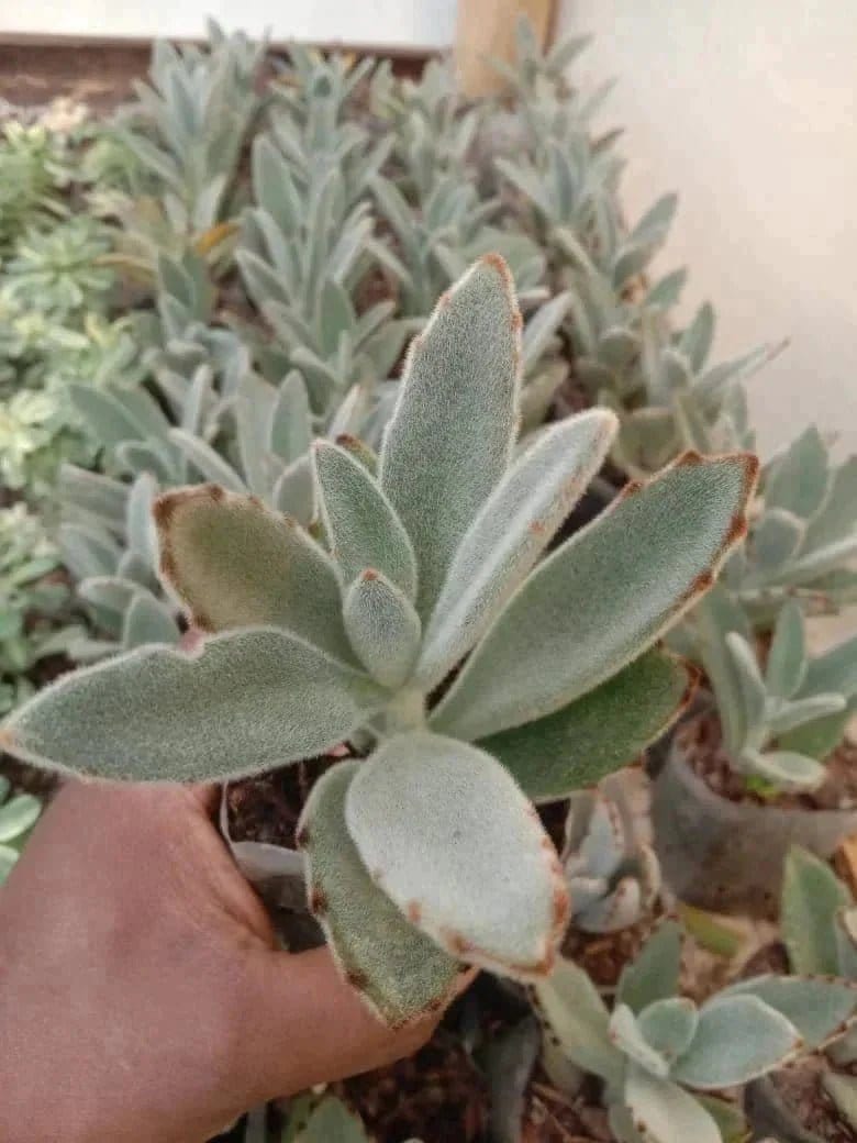 Urban Plants Pack of 12 beautiful succulents