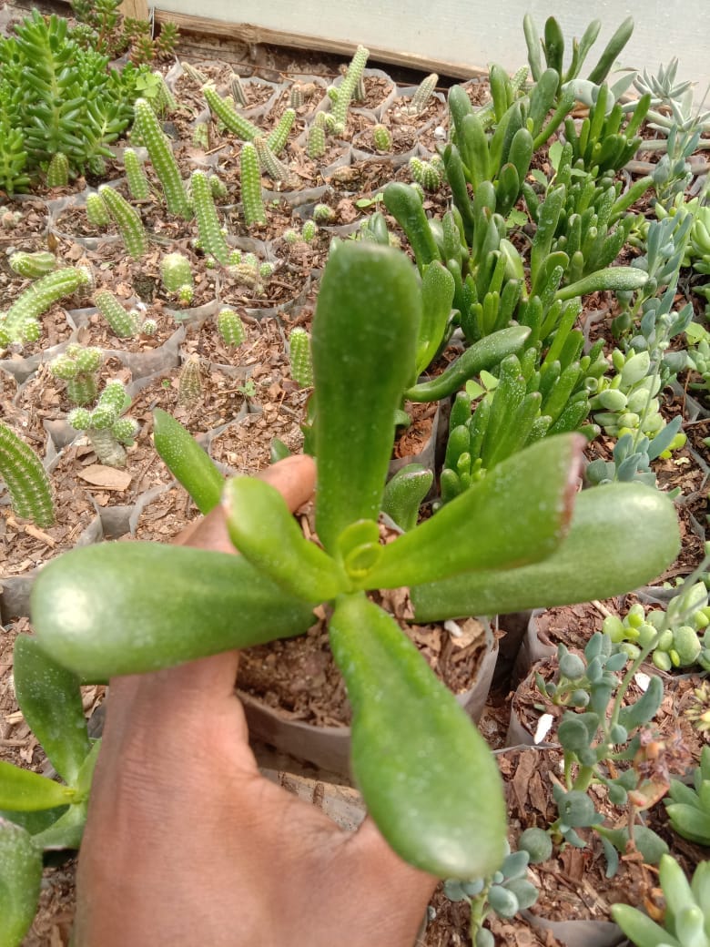 Urban Plants Pack of 12 beautiful succulents