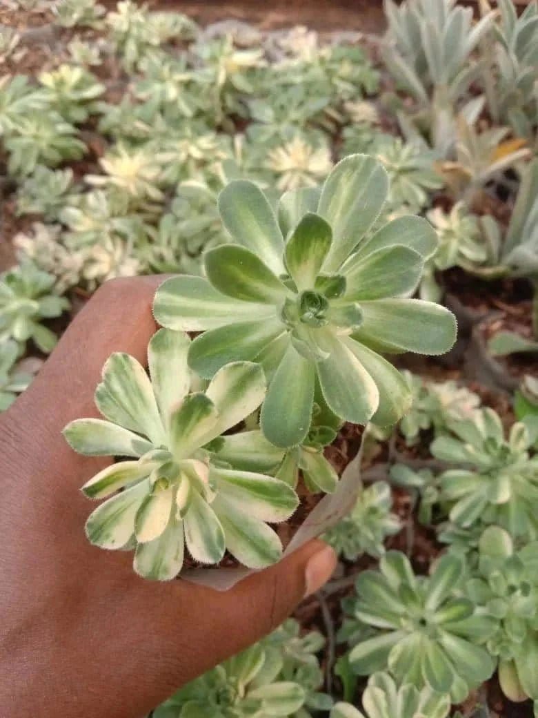 Urban Plants Pack of 12 beautiful succulents