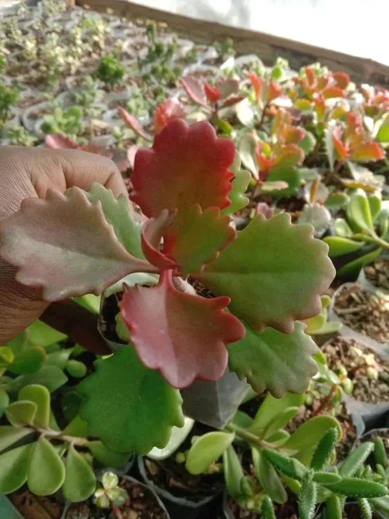 Urban Plants Pack of 12 beautiful succulents