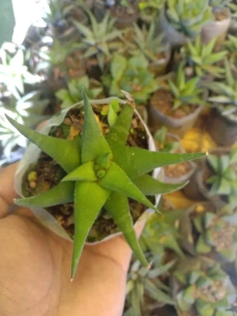 Urban Plants Pack of 12 beautiful succulents