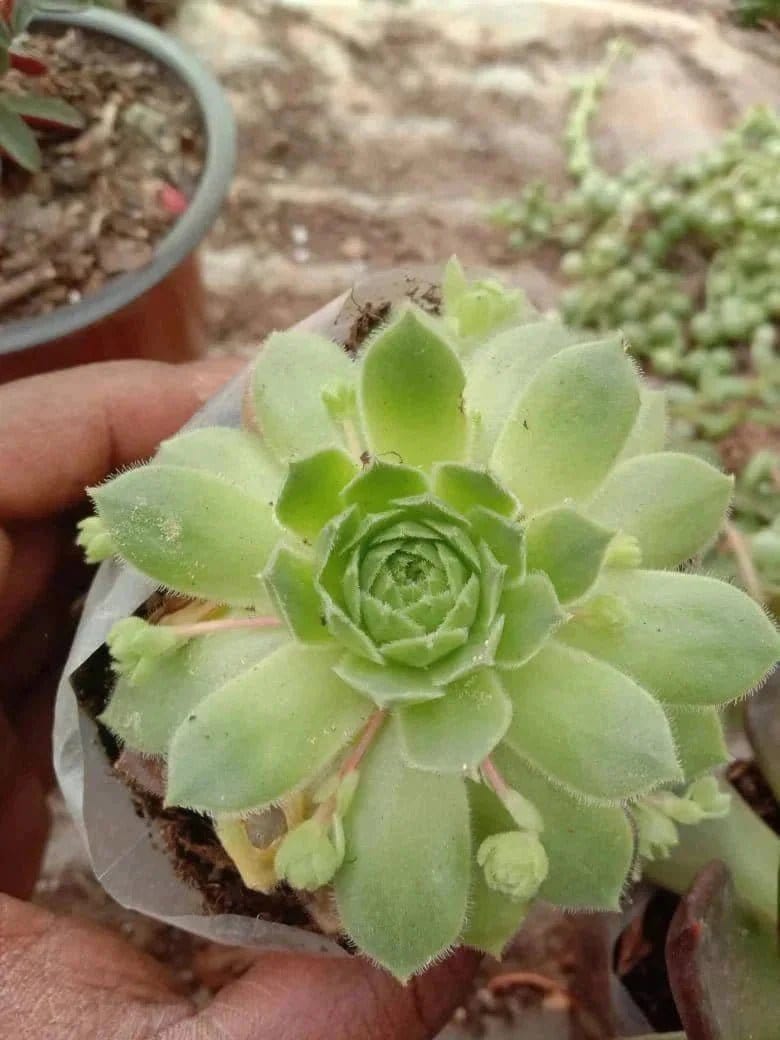 Urban Plants Pack of 12 beautiful succulents