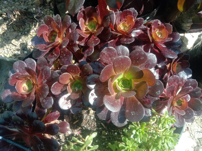 Urban Plants Pack of 12 beautiful succulents