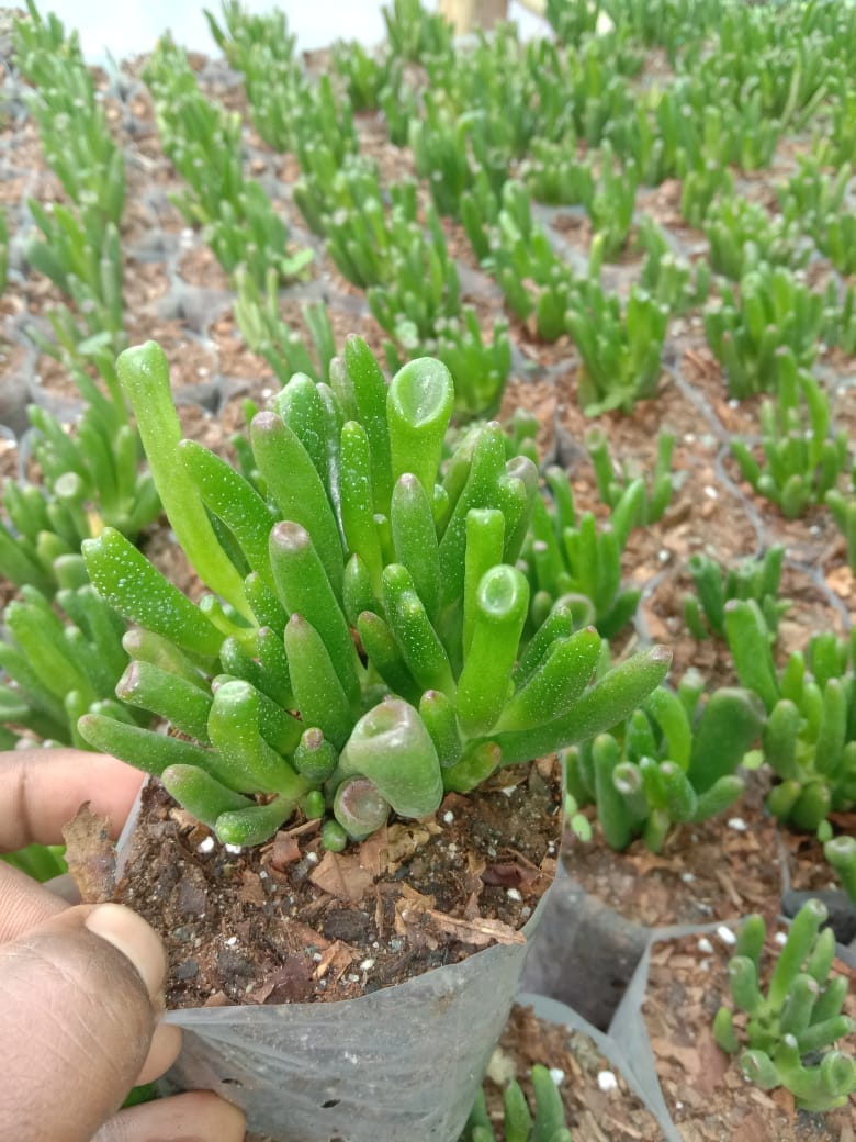 Urban Plants Pack of 12 beautiful succulents