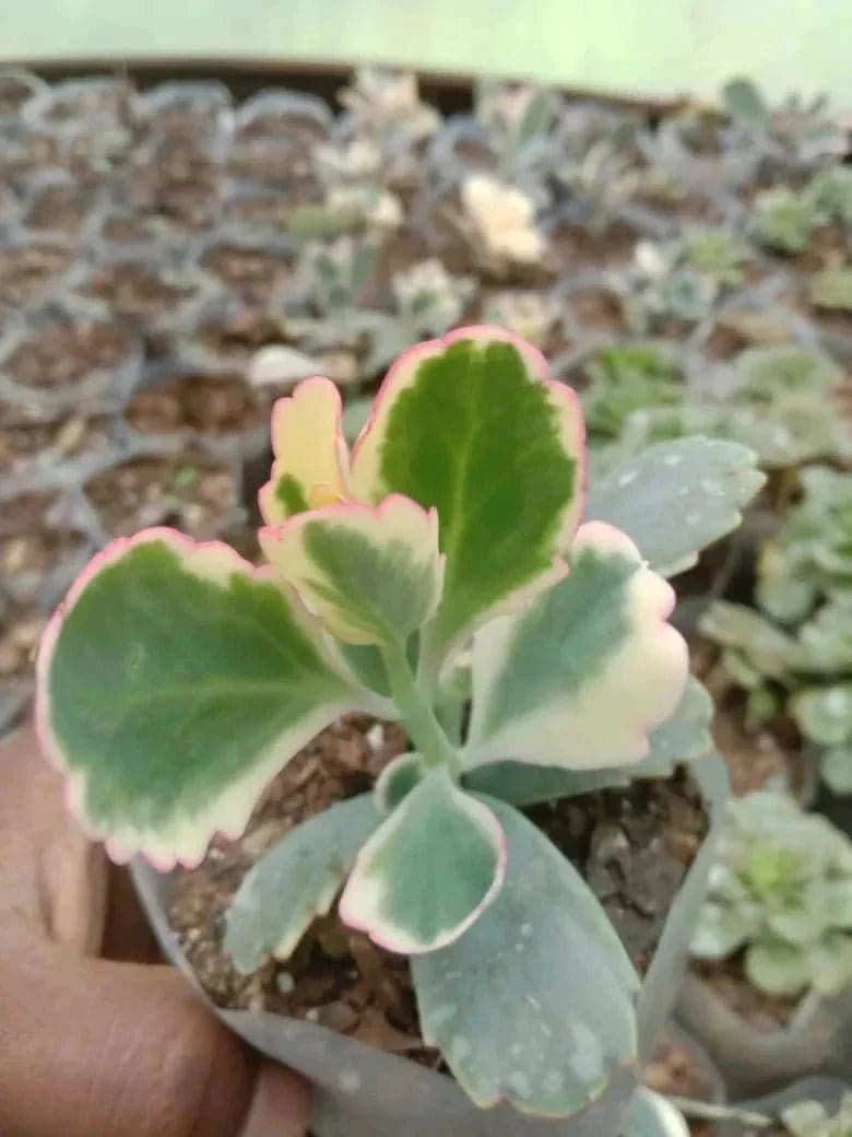 Urban Plants Pack of 12 beautiful succulents