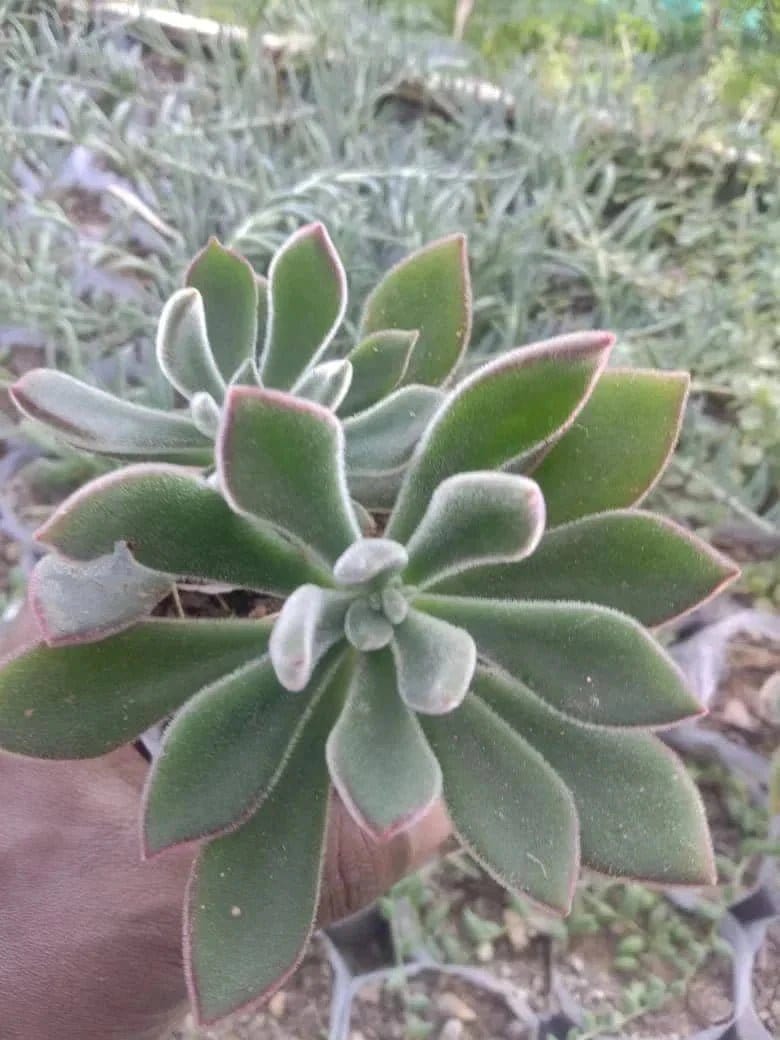 Urban Plants Pack of 12 beautiful succulents