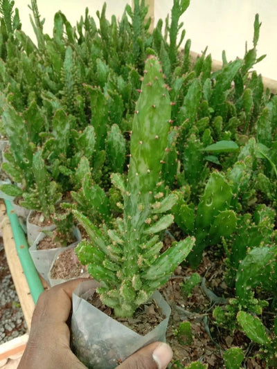 Urban Plants Pack of 12 lovely succulents and cacti